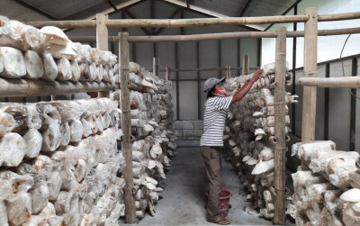 uploads/news/2021/09/sulap-gudang-jadi-budidaya-200005120e76926_400.jpeg