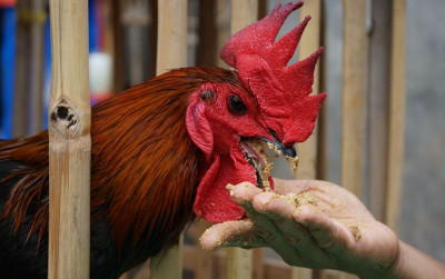 uploads/news/2021/09/tips-budidaya-ayam-pelung-932873c6f7769da_400.jpg