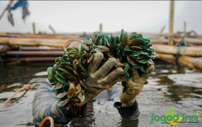 uploads/news/2021/09/tips-budidaya-kerang-hijau-11230471aafc358_400.jpg