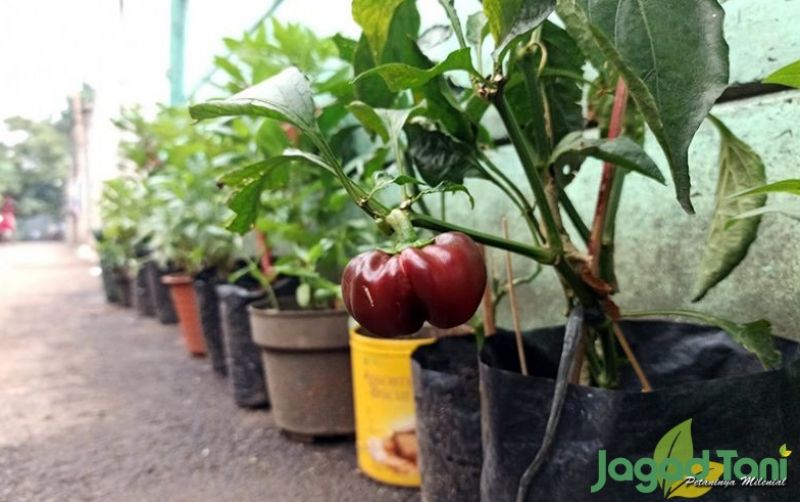 uploads/news/2021/09/tips-menanam-paprika-di-783315c4515b49b.jpg