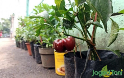 uploads/news/2021/09/tips-menanam-paprika-di-783315c4515b49b_400.jpg