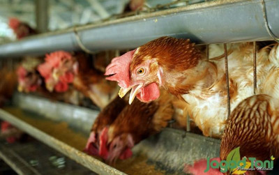 uploads/news/2021/09/tips-sukses-ternak-ayam-576967441110ceb_400.jpg