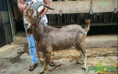 uploads/news/2021/09/toggenburg-kambing-swiss-puluhan-679556a660bf801_400.jpg