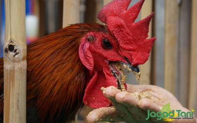 uploads/news/2021/10/4-fakta-ayam-yang-786960139adf034_400.JPG