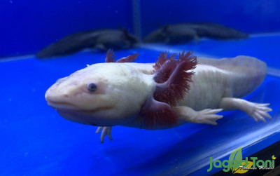 uploads/news/2021/10/axolotl-monster-laut-dari-1128306451f8919_400.jpeg