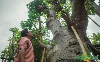 uploads/news/2021/10/baobab-pohon-berusia-ribuan-353682d66374aa5_400.jpg