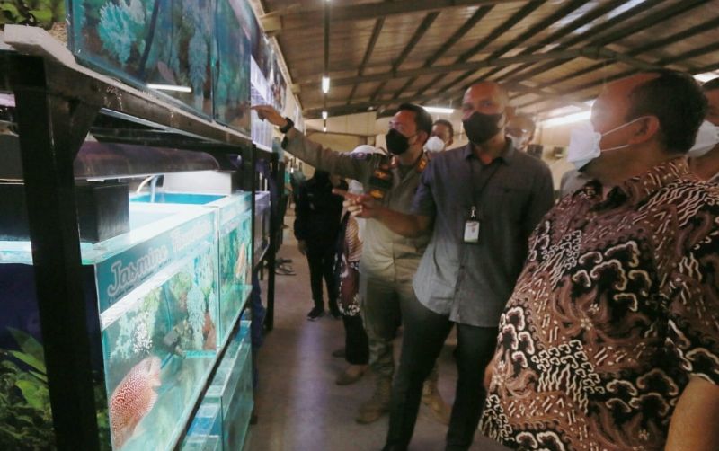 uploads/news/2021/10/berburu-ikan-hias-di-62487cd2da7b4e9.jpg