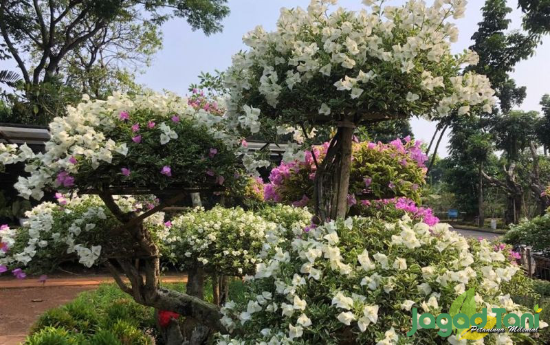 uploads/news/2021/10/bonsai-bugenvil-harga-puluhan-86654f453b97f7d.jpeg
