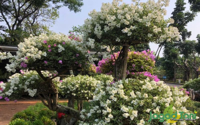uploads/news/2021/10/bonsai-bugenvil-harga-puluhan-86654f453b97f7d_400.jpeg
