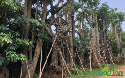 uploads/news/2021/10/cara-mudah-merawat-pohon-4313578a40e1ecb_400.jpg