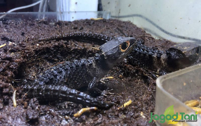 uploads/news/2021/10/crocodile-skink-kadal-berduri-72919d44dd741d6_400.jpg