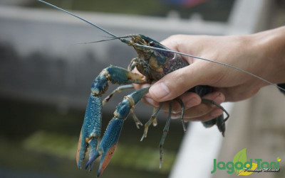 uploads/news/2021/10/faktor-penyebab-lobster-mudah-2115222c4731baa_400.JPG