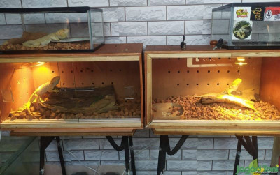 uploads/news/2021/10/ini-cara-pengiriman-reptil-60986e5f3b7d79e_400.jpeg