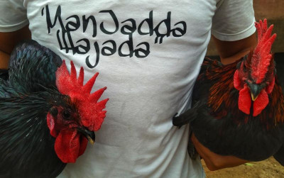 uploads/news/2021/10/ini-jenis-jenis-ayam-kampung-98796f335c6b608_400.jpeg