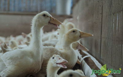 uploads/news/2021/10/ini-loh-jenis-jenis-bebek-277578813a67ba7_400.jpg