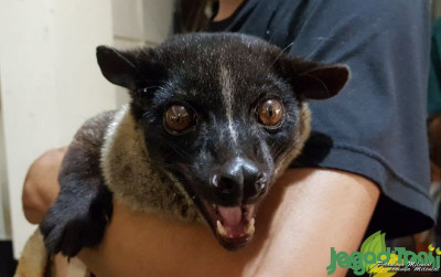 uploads/news/2021/10/intip-perawatan-mudah-musang-93993865bd24798_400.jpg