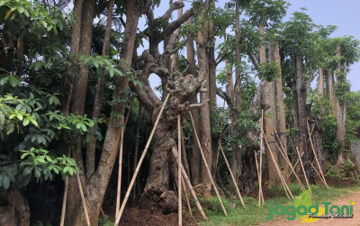 uploads/news/2021/10/melihat-untung-bisnis-pohon-9275683e19ce519_400.jpg