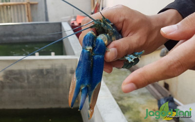uploads/news/2021/10/membedakan-lobster-laut-dan-93331efc1c50a02_400.jpg
