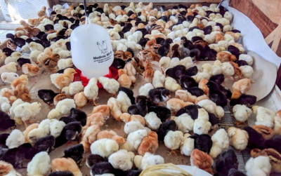 uploads/news/2021/10/mengenal-budidaya-ayam-joper-99972f502f8f540_400.jpg
