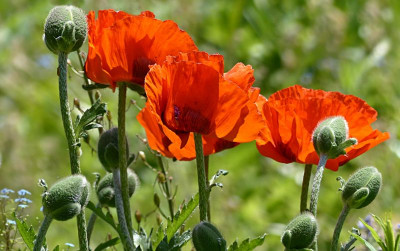 uploads/news/2021/10/mengenal-opium-tanaman-produksi-26504b24eef119b_400.jpg