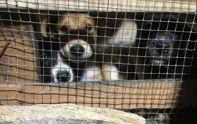 uploads/news/2021/10/menguak-penjualan-daging-anjing-47395024b7544e7_400.jpg