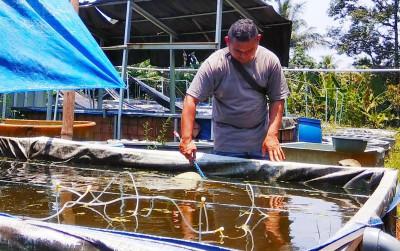 uploads/news/2021/10/menjala-untung-dari-daphnia-71803bf3b32be09_400.jpg