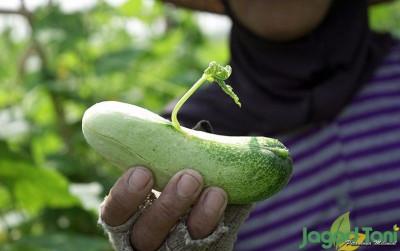 uploads/news/2021/10/mitos-makan-mentimun-saat-25641e60fc7374e_400.jpg