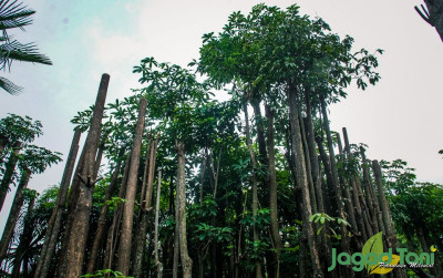 uploads/news/2021/10/mitos-pohon-pule-yang-11597d87f9e8d74_400.png
