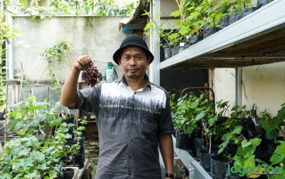 uploads/news/2021/10/panen-anggur-impor-di-8979128b7861d26_400.jpg