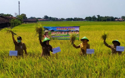 uploads/news/2021/10/panen-raya-padi-rojolele-69566e2a1a12f45_400.jpg