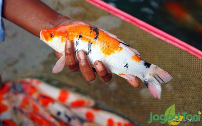uploads/news/2021/10/peluang-menjajikan-budidaya-ikan-229179b4011a2ed_400.jpg