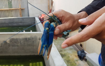 uploads/news/2021/10/pentingnya-terumbu-karang-bagi-42029efc1c50a02_400.jpg