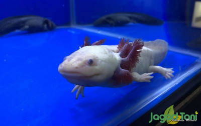 uploads/news/2021/10/perbedaan-axolotl-dengan-salamander-5405154094afe86_400.jpeg