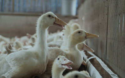 uploads/news/2021/10/rahasia-penjualan-bebek-349308813a67ba7_400.jpg