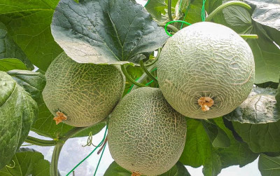 uploads/news/2021/10/rekomendasi-buah-buahan-untuk-asam-85691052684fa82_400.jpg