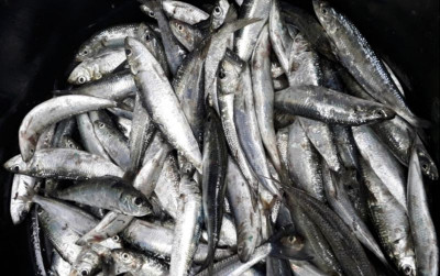 uploads/news/2021/10/sejarah-ikan-krismon-1998-647130984aeca09_400.jpg