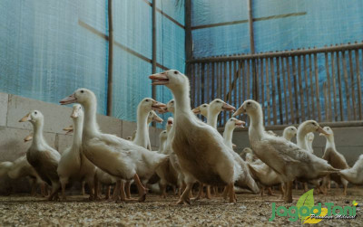 uploads/news/2021/10/tips-kandang-bebek-bebas-96998a05b5170a4_400.jpg