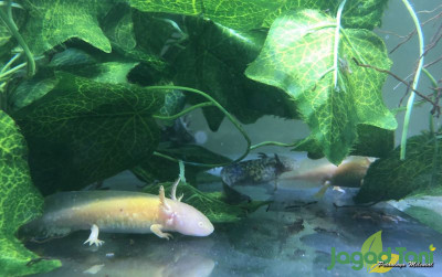 uploads/news/2021/10/tips-memelihara-axolotl-monster-930163a6124735d_400.jpeg
