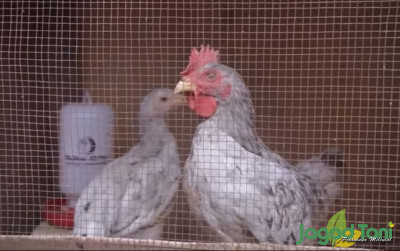 uploads/news/2021/10/tips-memulai-bisnis-ayam-726114429e7c341_400.jpg