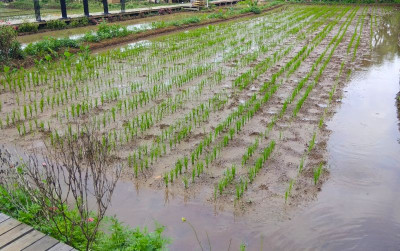 uploads/news/2021/10/untung-dobel-dari-mina-349331595ba7ee5_400.png