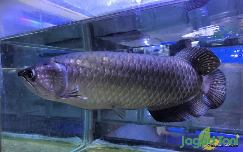uploads/news/2021/11/arwana-jardini-ikan-papua-319882bcc074edb.jpg