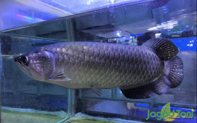 uploads/news/2021/11/arwana-jardini-ikan-papua-319882bcc074edb_400.jpg