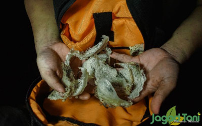 uploads/news/2021/11/asal-usul-sarang-burung-36704d55e944e4d_400.jpg