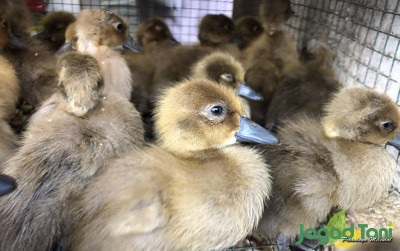 uploads/news/2021/11/bebek-lokal-506952f9d9a1d3c_400.jpg