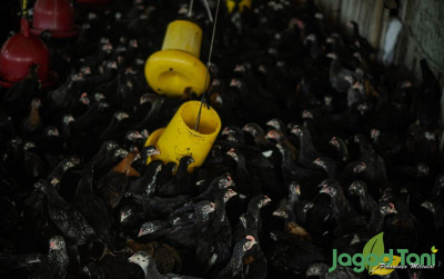 uploads/news/2021/11/begini-cara-ternak-ayam-870871814ebaf2a_400.jpg