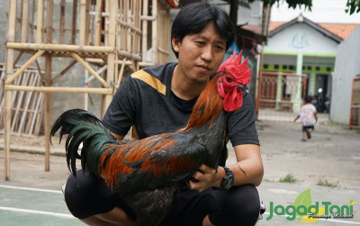 uploads/news/2021/11/begini-perawatan-ayam-kampung-256986a90c2c6b8_400.JPG