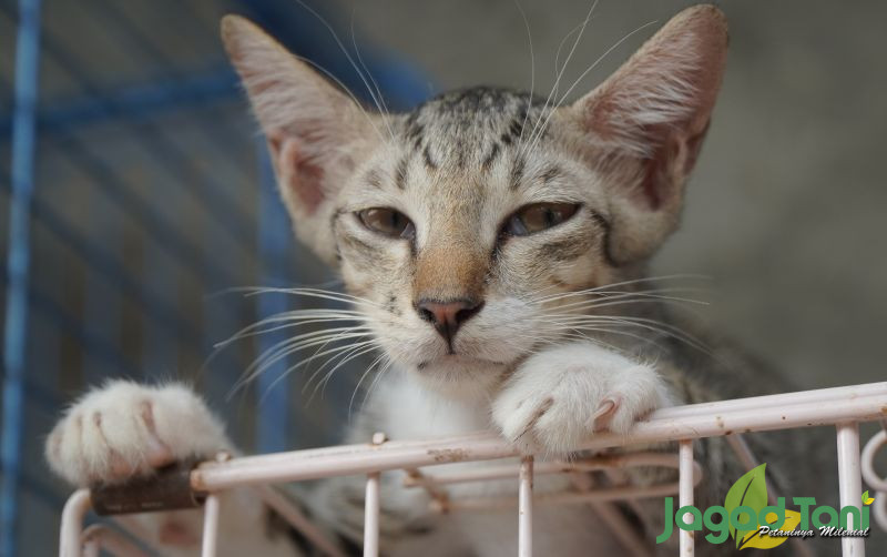 uploads/news/2021/11/berhenti-membenci-kucing-liar-8039853b9942a82.jpg
