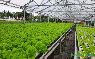 uploads/news/2021/11/budidaya-selada-hidroponik-cuan-99367b20f3ba22a_400.jpg