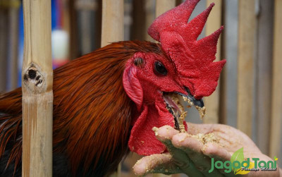 uploads/news/2021/11/cara-mudah-budidaya-ayam-671910139adf034_400.JPG