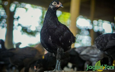 uploads/news/2021/11/demi-melestarikan-ayam-kampung-58295ef8a3b5f98_400.jpg